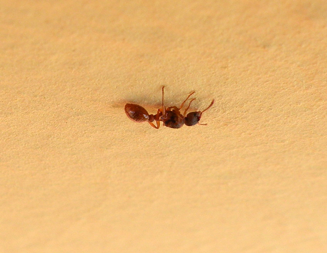 Formica sul muro: regina di Myrmica sp.
